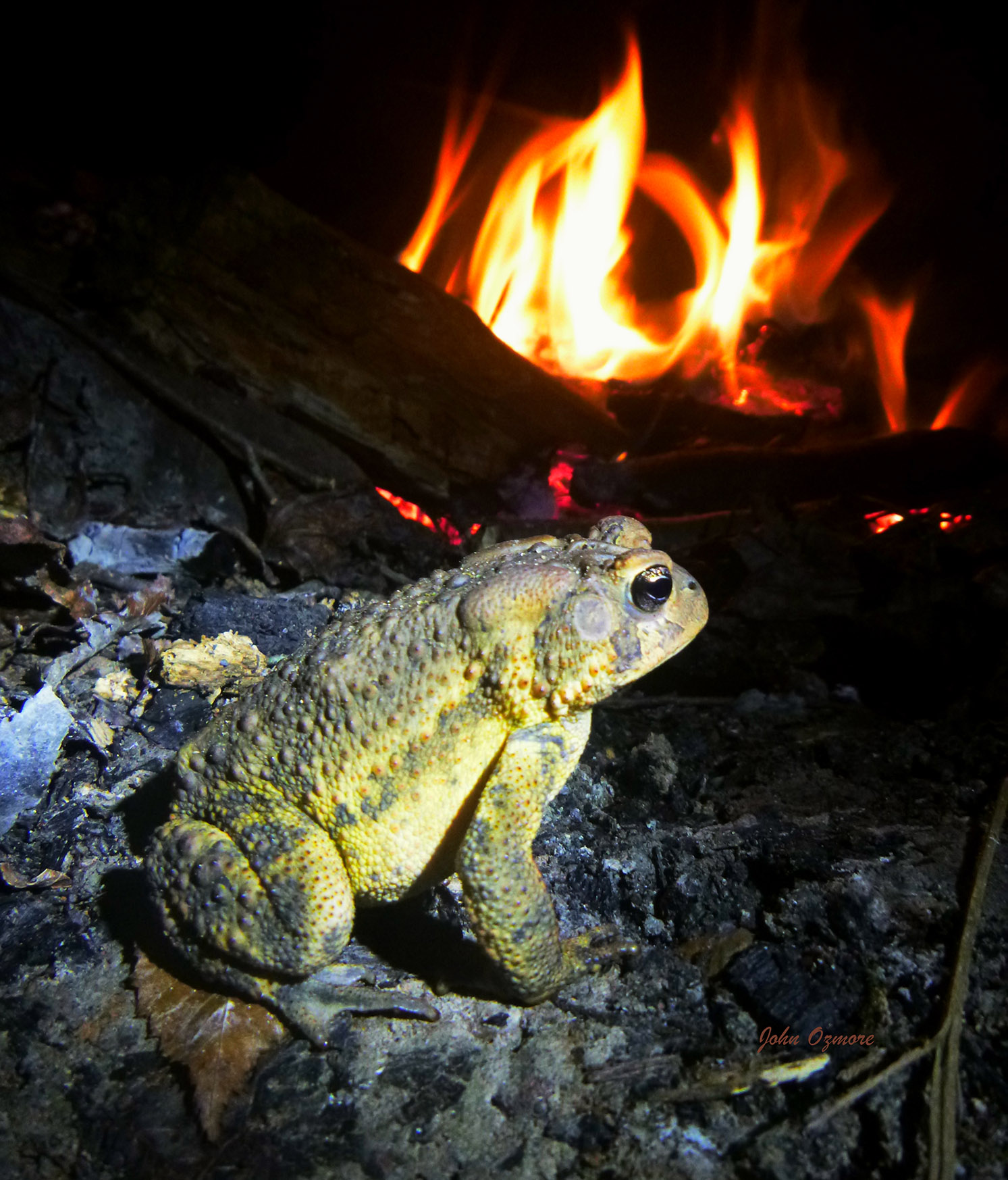 Toad by Fire